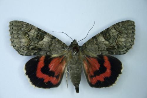 Réf. 60 846 : Catocala nupta