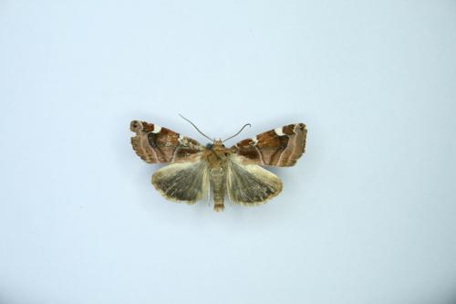 Cosmia diffinis