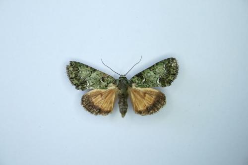 Réf. 60 965 : Polyphaenis sericata