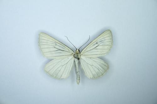 Siona lineata