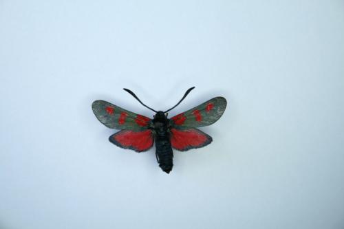 Zygaena trifolii