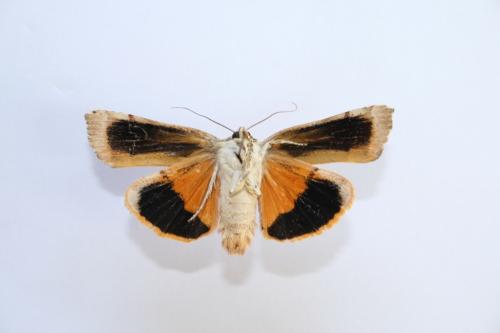 Noctua fimbriata