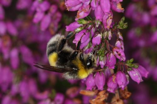 Bombus lucorum