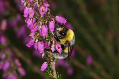 Bombus lucorum