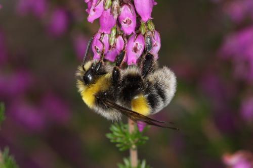 Bombus lucorum