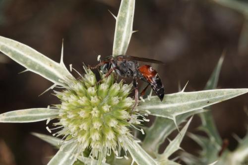 Tachysphex brullii