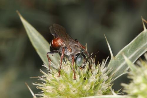 Tachysphex brullii