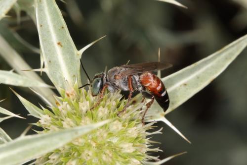 Tachysphex brullii