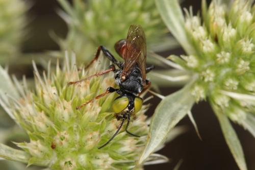 Réf. 60 471 : Tachysphex panzeri