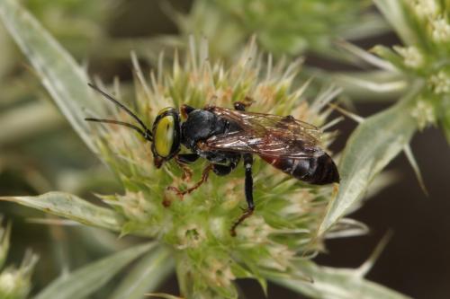Réf. 60 472 : Tachysphex panzeri