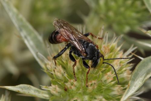 Réf. 60 473 : Tachysphex panzeri