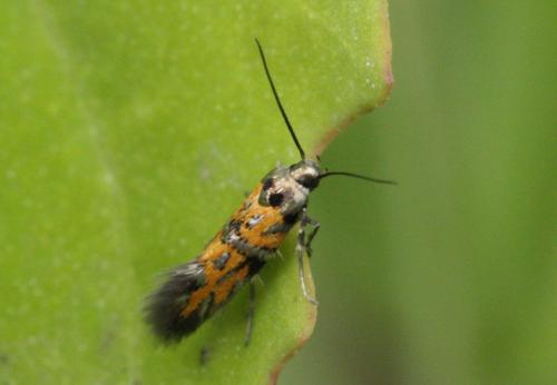 Réf. 60 358 : Chrysoesthia drurella