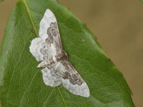 Réf. 60 440 : Idaea rusticata