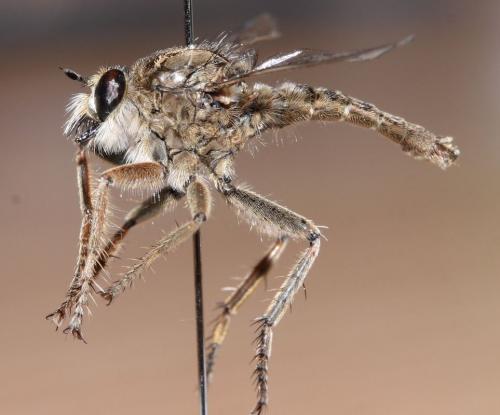 Antiphrisson trifarius