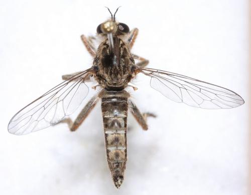 Antiphrisson trifarius