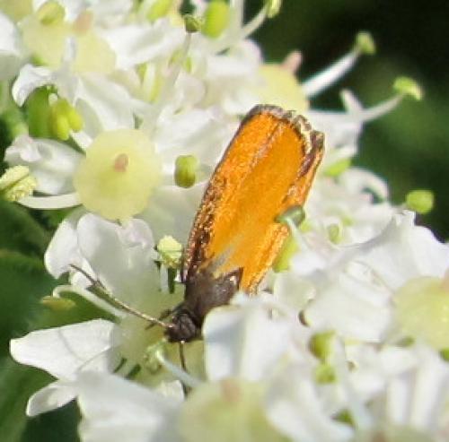 Pammene aurana