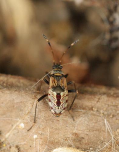 Beosus maritimus