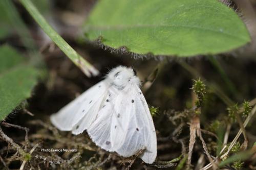 Diaphora mendica