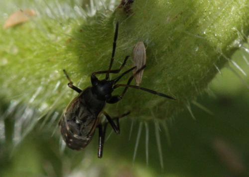 Réf. 60 655 : Rhyparochromus sp.