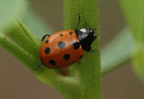 Coccinella undecimpunctata