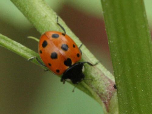 Réf. 60 693 : Coccinella undecimpunctata