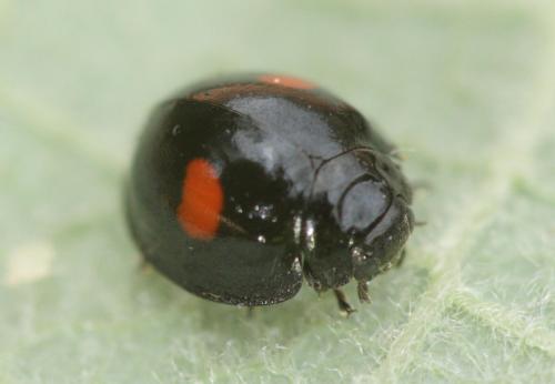 Chilocorus renipustulatus