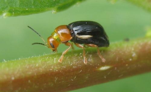 Réf. 60 304 : Cryptocephalus pusillus
