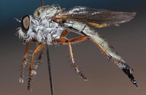 Aneomochtherus confusus