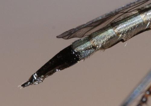 Aneomochtherus confusus