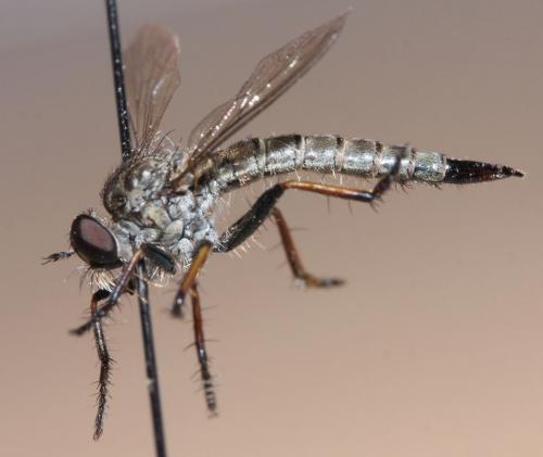 Réf. 60 381 : Neomochtherus geniculatus