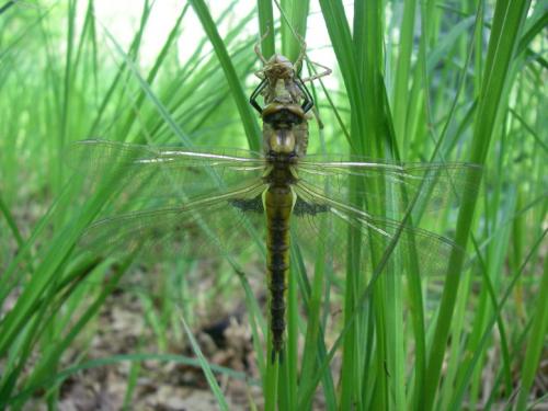 Réf. 60 987 : Epitheca bimaculata