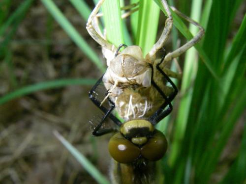 Réf. 60 988 : Epitheca bimaculata