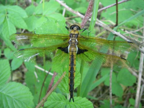 Réf. 60 989 : Epitheca bimaculata