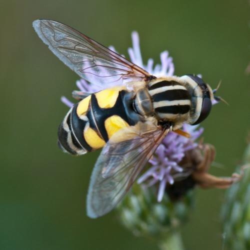 Réf. 60 264 : Helophilus trivittatus