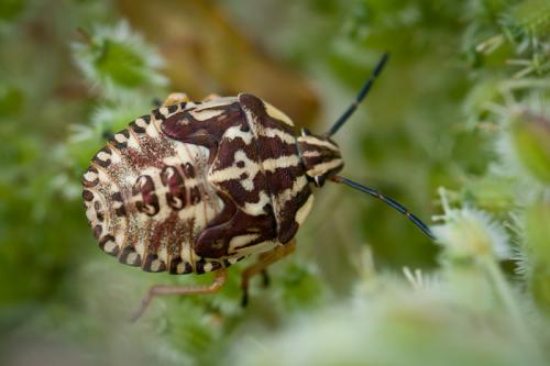 Réf. 60 953 : Carpocoris sp.