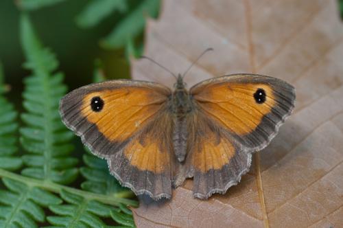 Réf. 60 882 : Pyronia tithonus