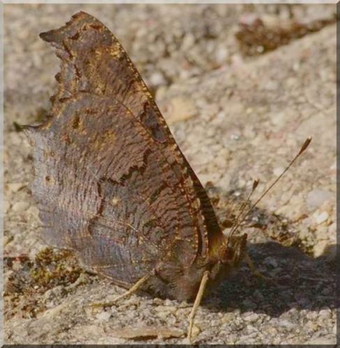 Aglais io