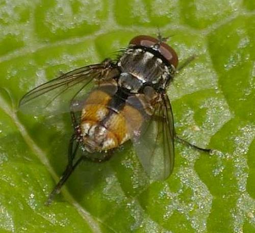 Réf. 60 178 : Musca autumnalis