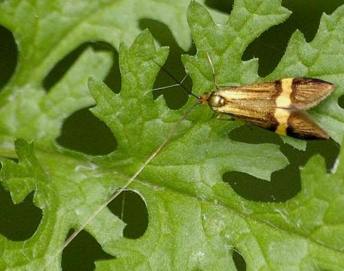 Réf. 60 080 : Nemophora degeerella