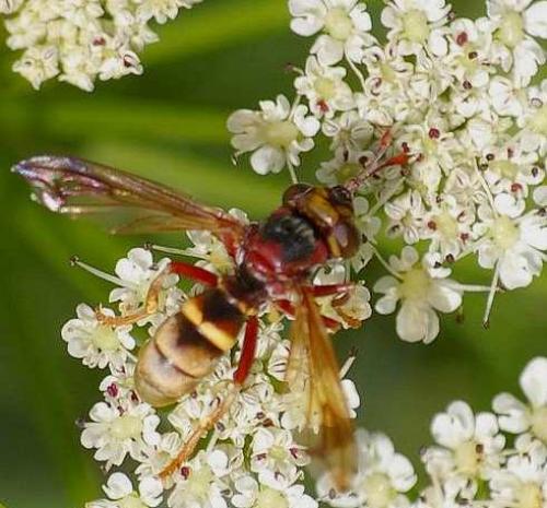Réf. 60 043 : Conops vesicularis