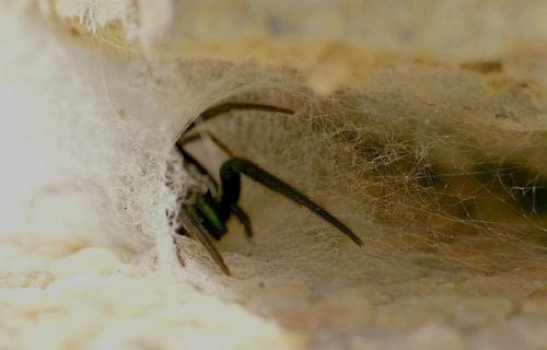 Segestria florentina