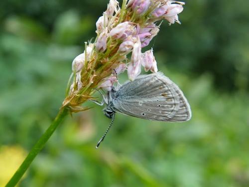 Aricia nicias