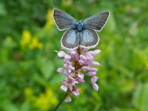 Aricia nicias