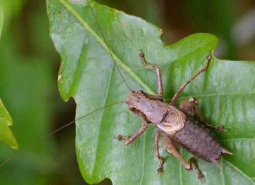 Pholidoptera griseoaptera
