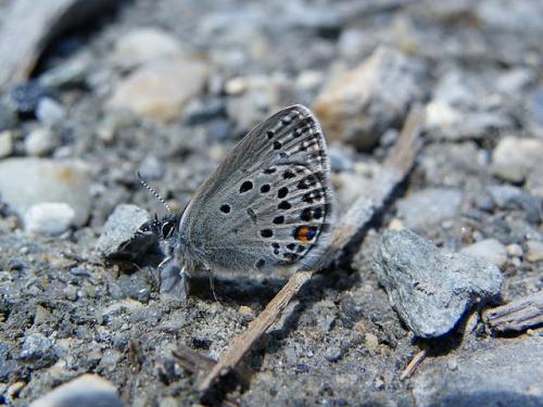 Plebejus optilete