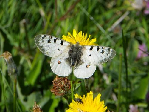 Réf. 60 529 : Parnassius phoebus