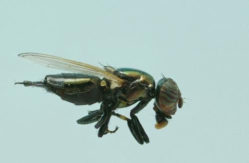 Réf. 60 753 : Physiphora alceae