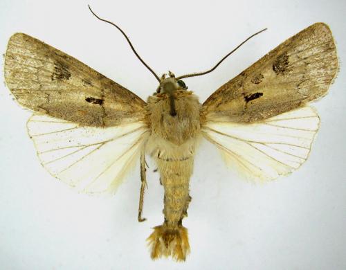Agrotis exclamationis