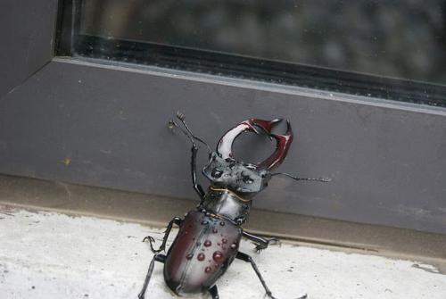 Lucanus cervus