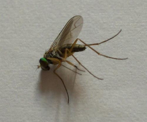 Sciapus sp.